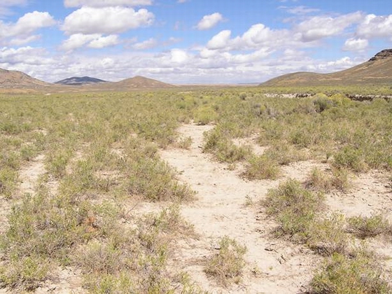 LOOKING NORTH UP THE TRAIL FROM C-24