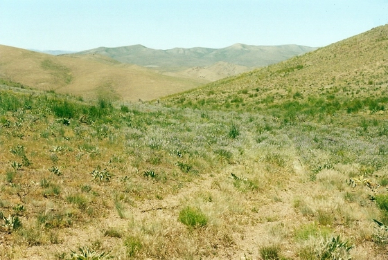 LOOKING NORTH UP THE TRAIL IN WEST BRUSH CREEK CANYON