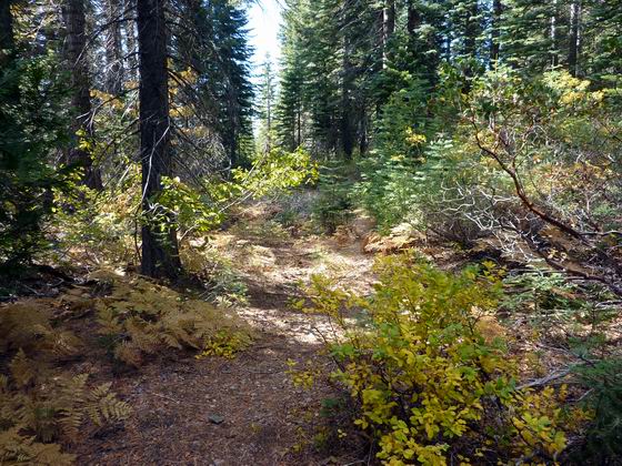 B-38 looking down trail